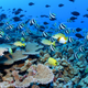Several schools of fish swim above the reef at French Frigate Shoals in Papahānaumokuākea Marine National Monument.